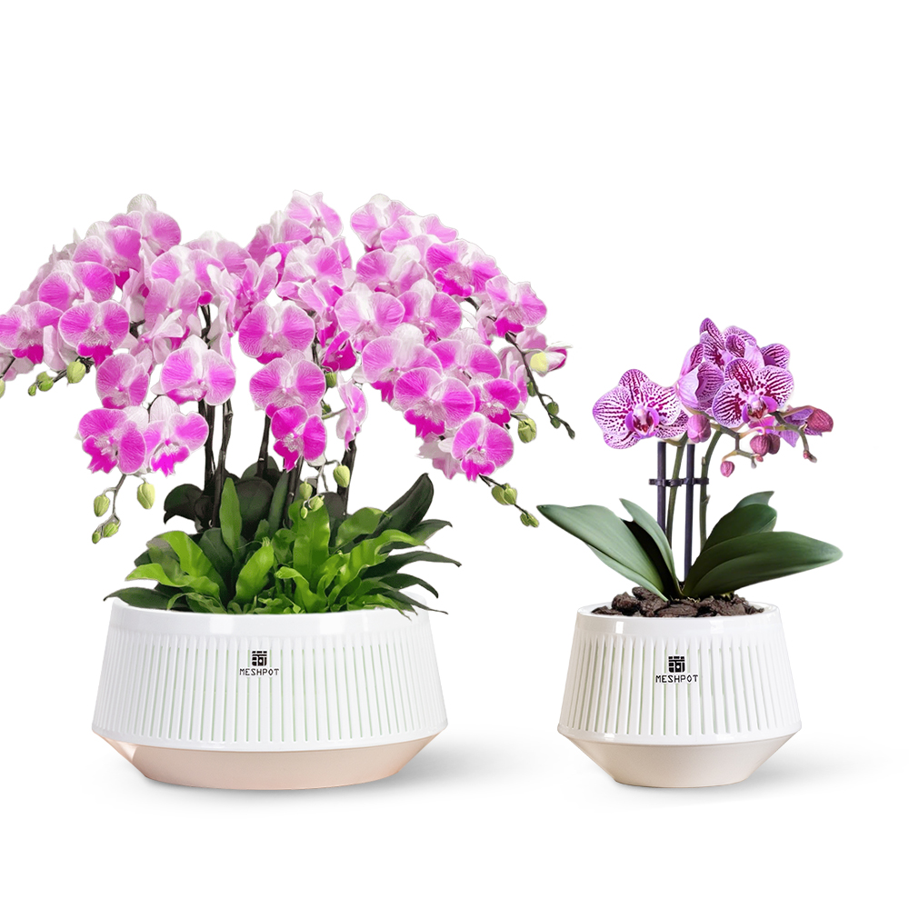 Aloe Vera Pot - Meshpot Orchideeënpot met gaten en onderzetters