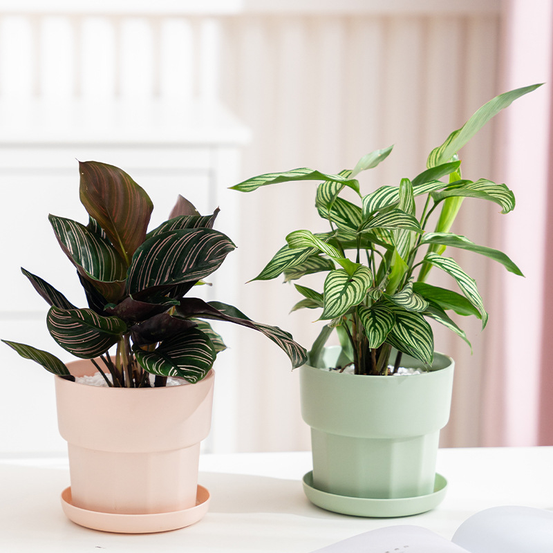 Aloe Vera Pot - Scandinavische minimalistische stijl groene radijs succulente