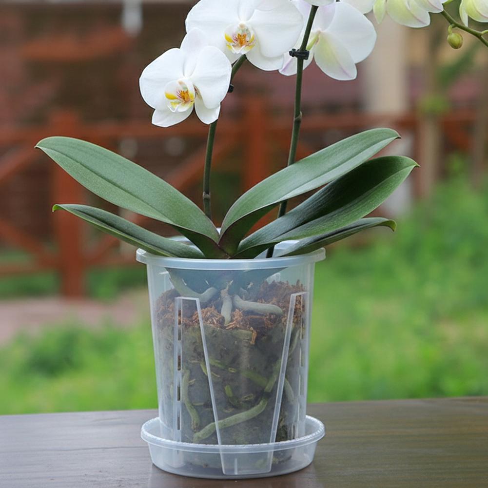 Plastic wortelcontrole transpa - Aloe Vera Pot recensie en prijs