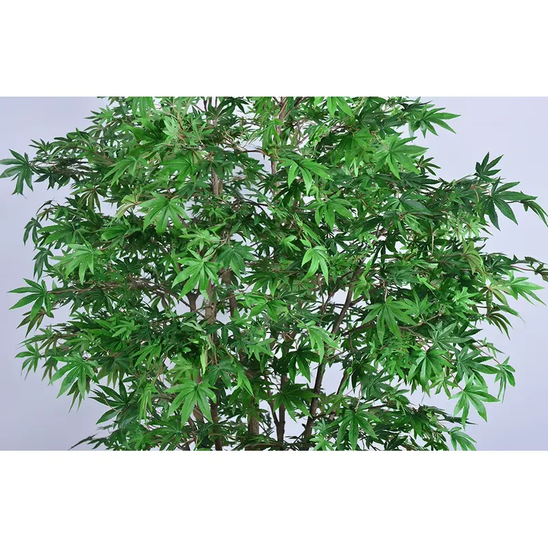 Trendy groothandel groene esdo - Dracaena Marginata recensie en prijs