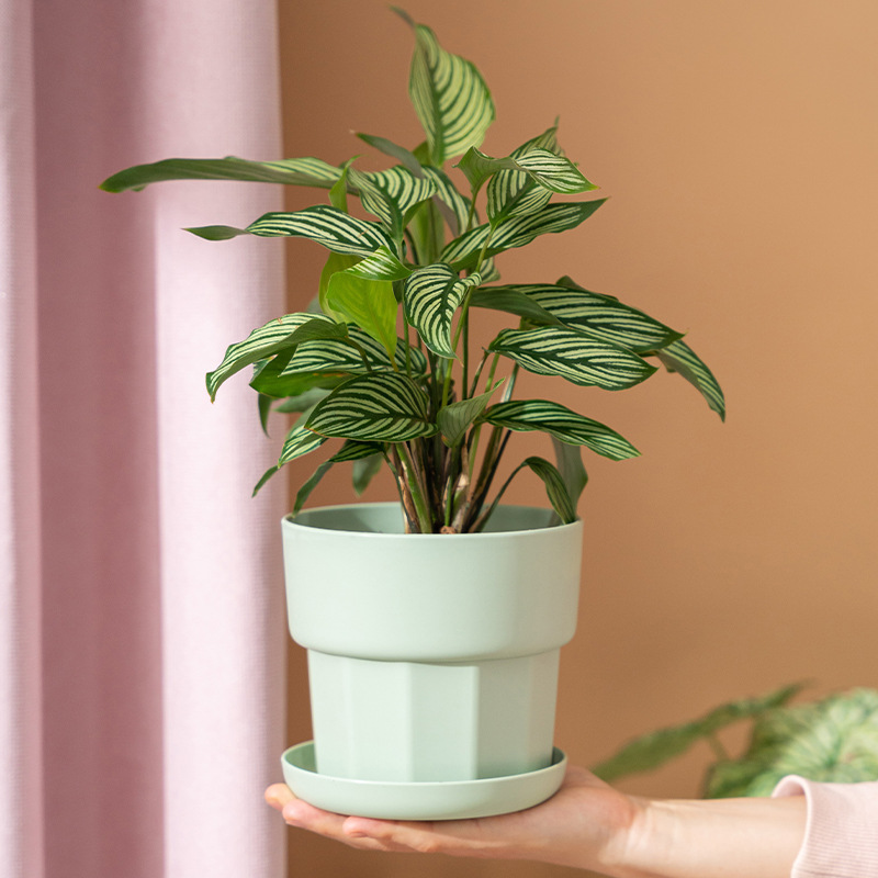 Scandinavische minimalistische - Aloe Vera Pot recensie en prijs