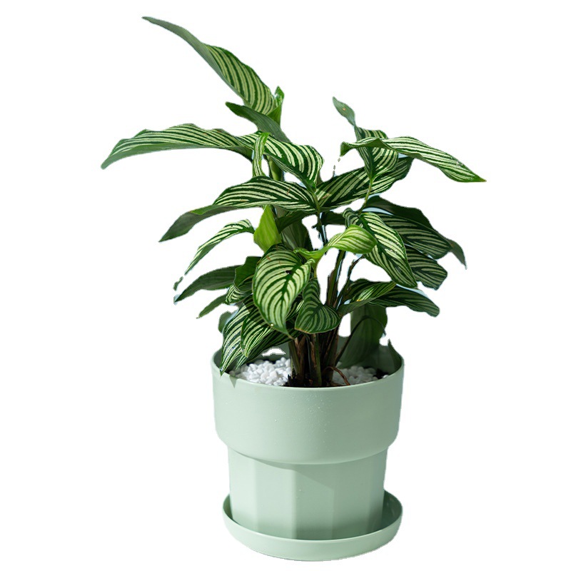 Scandinavische minimalistische - Aloe Vera Pot recensie en prijs